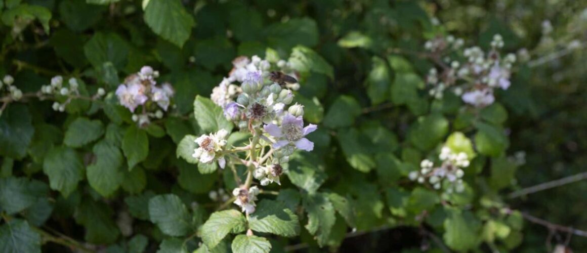 flor morada miel de bosque del torio