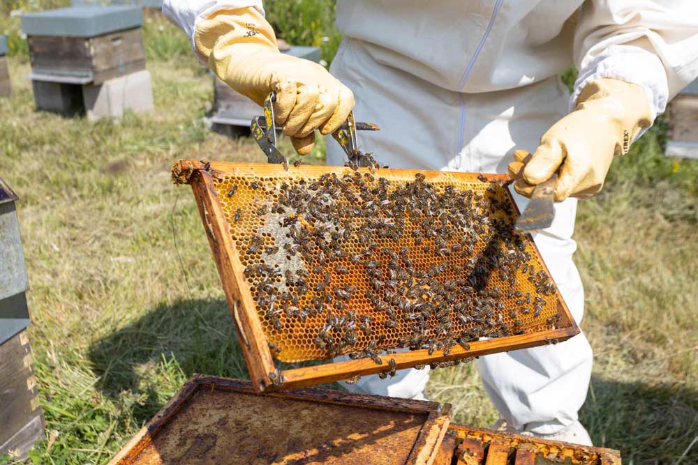 trabajo y elaboración en la colmena