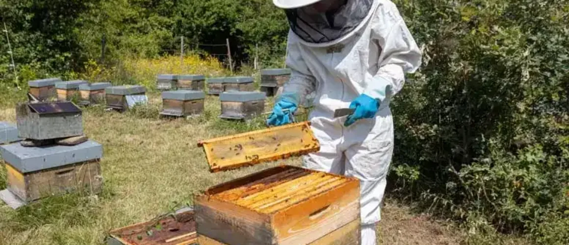 Trabajo en colmenas de miel ecológica